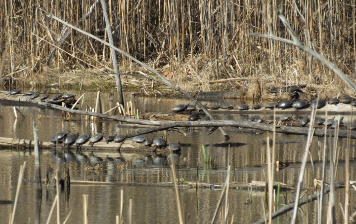 Midland Painted Turtles